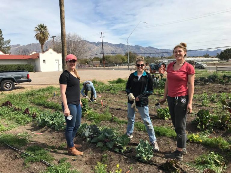 Tucson Village Farm - Tucson Foodie