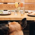Dog-friendly restaurant in Tucson