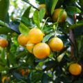 Abundant citrus