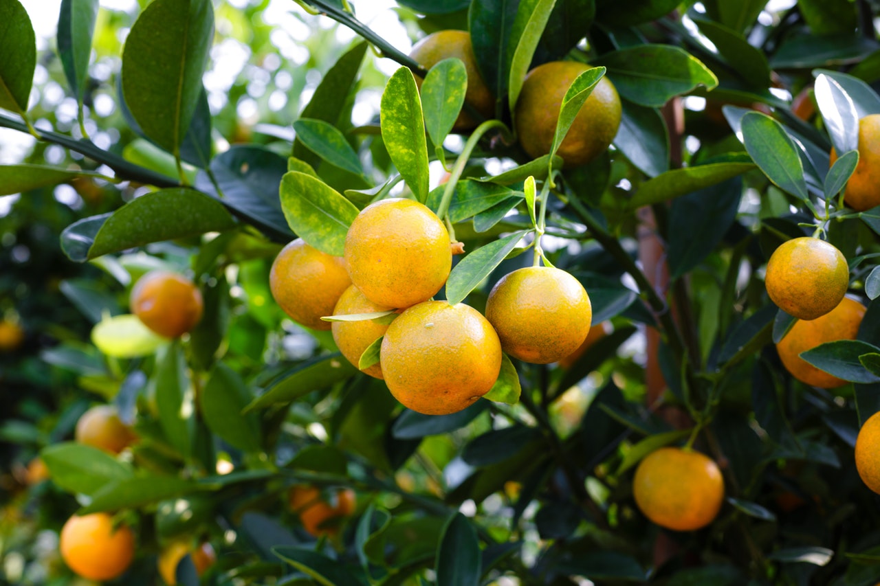 Abundant citrus