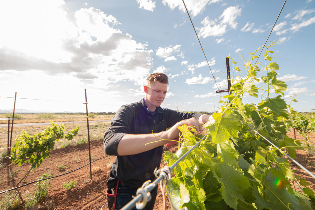 Billy Kovacs tends vines at Sandor Vineyards