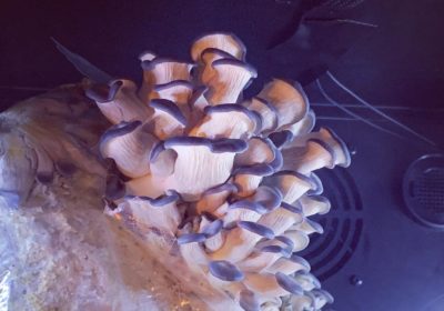 Mushroom chamber at Feast