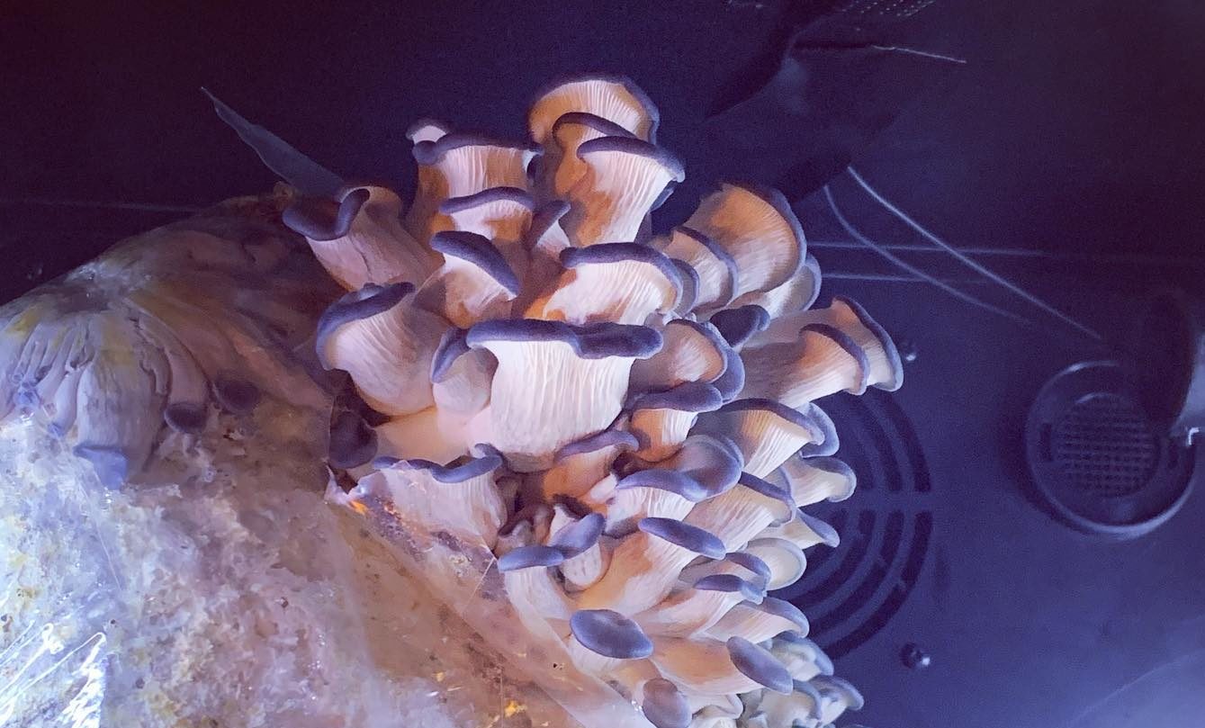 Mushroom chamber at Feast