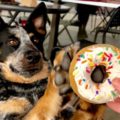 Dogs-n-Donuts Tucson