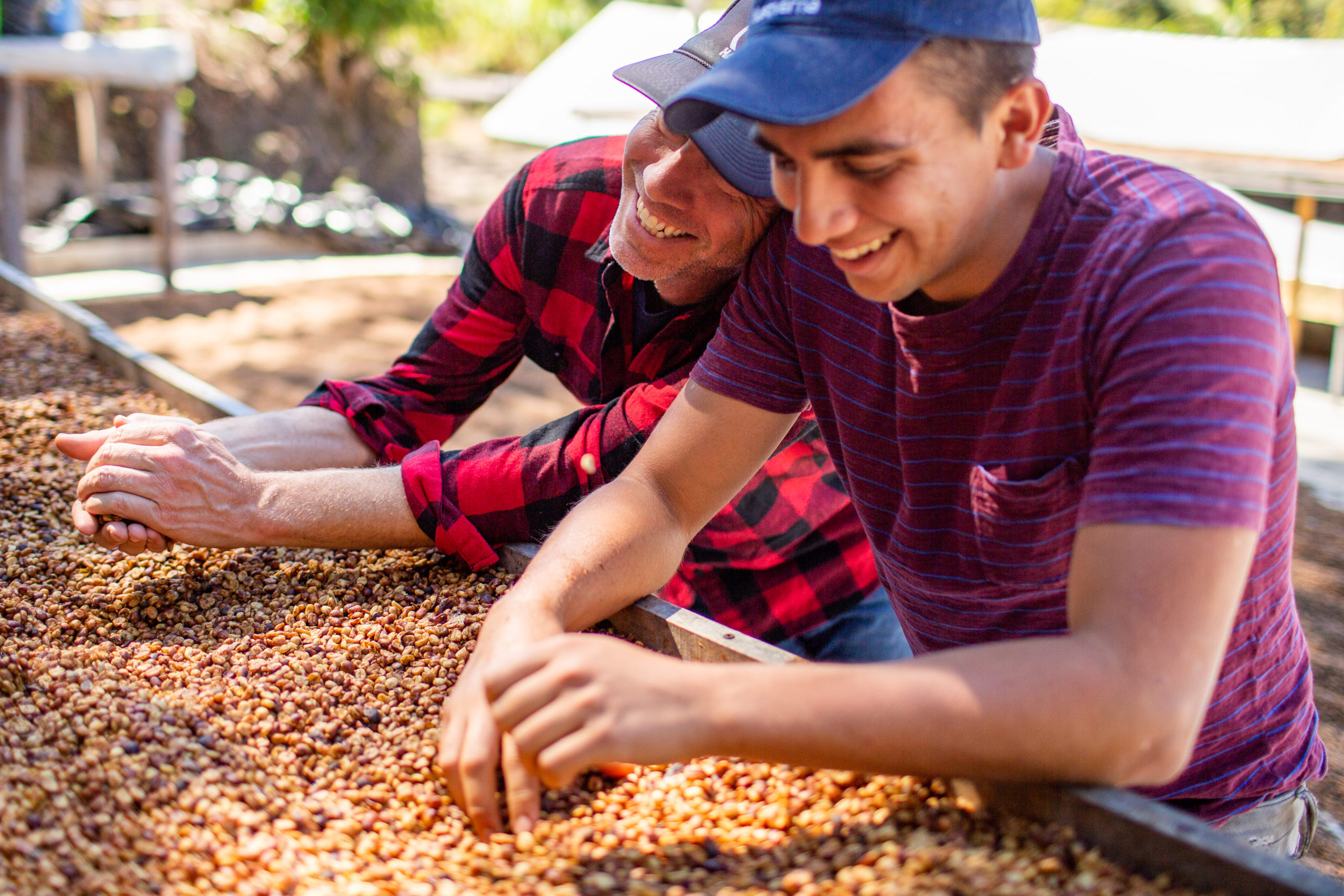 Coffee bean farming