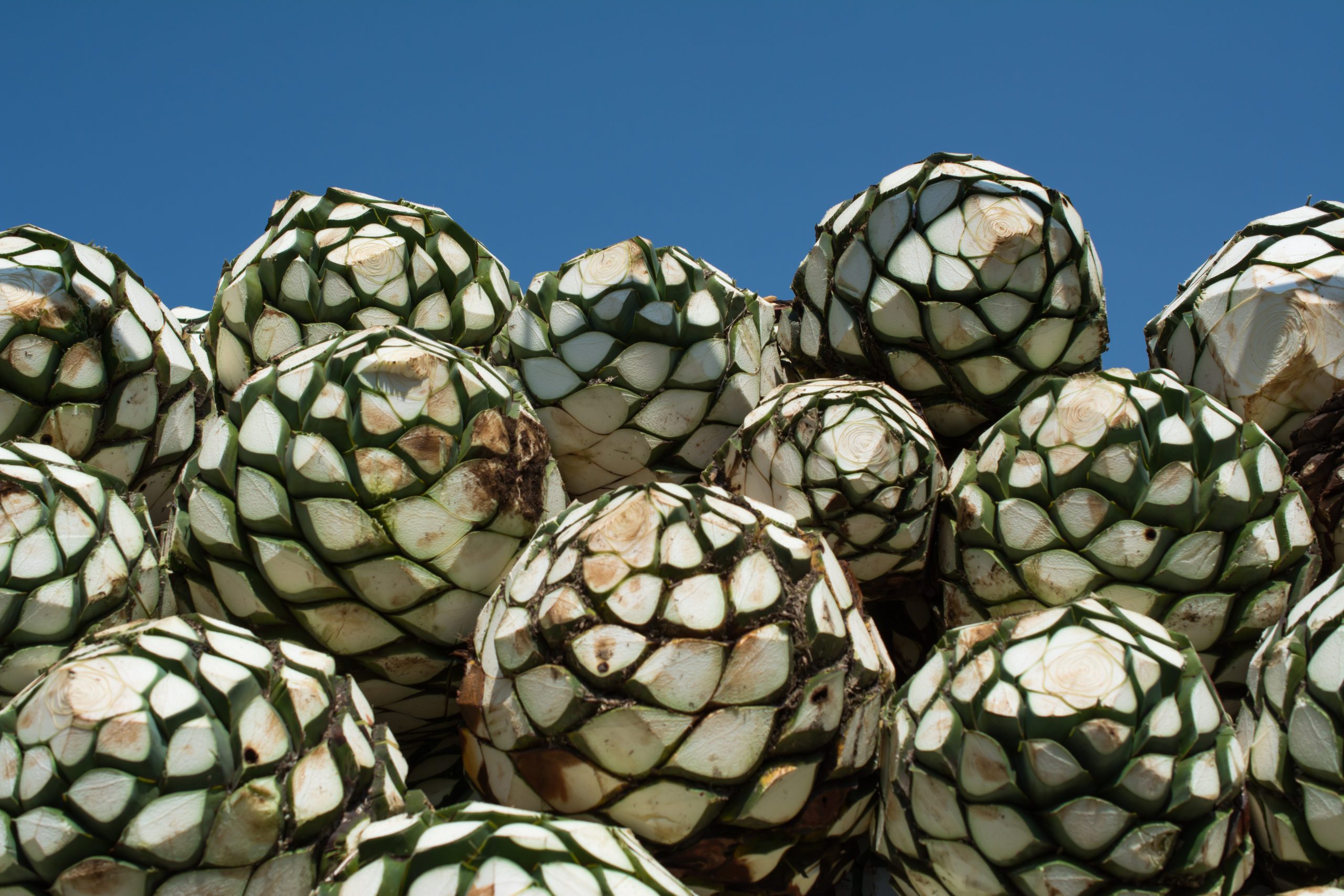 Blue agave plants in Mexico (Photo courtesy of Canción Tequila)