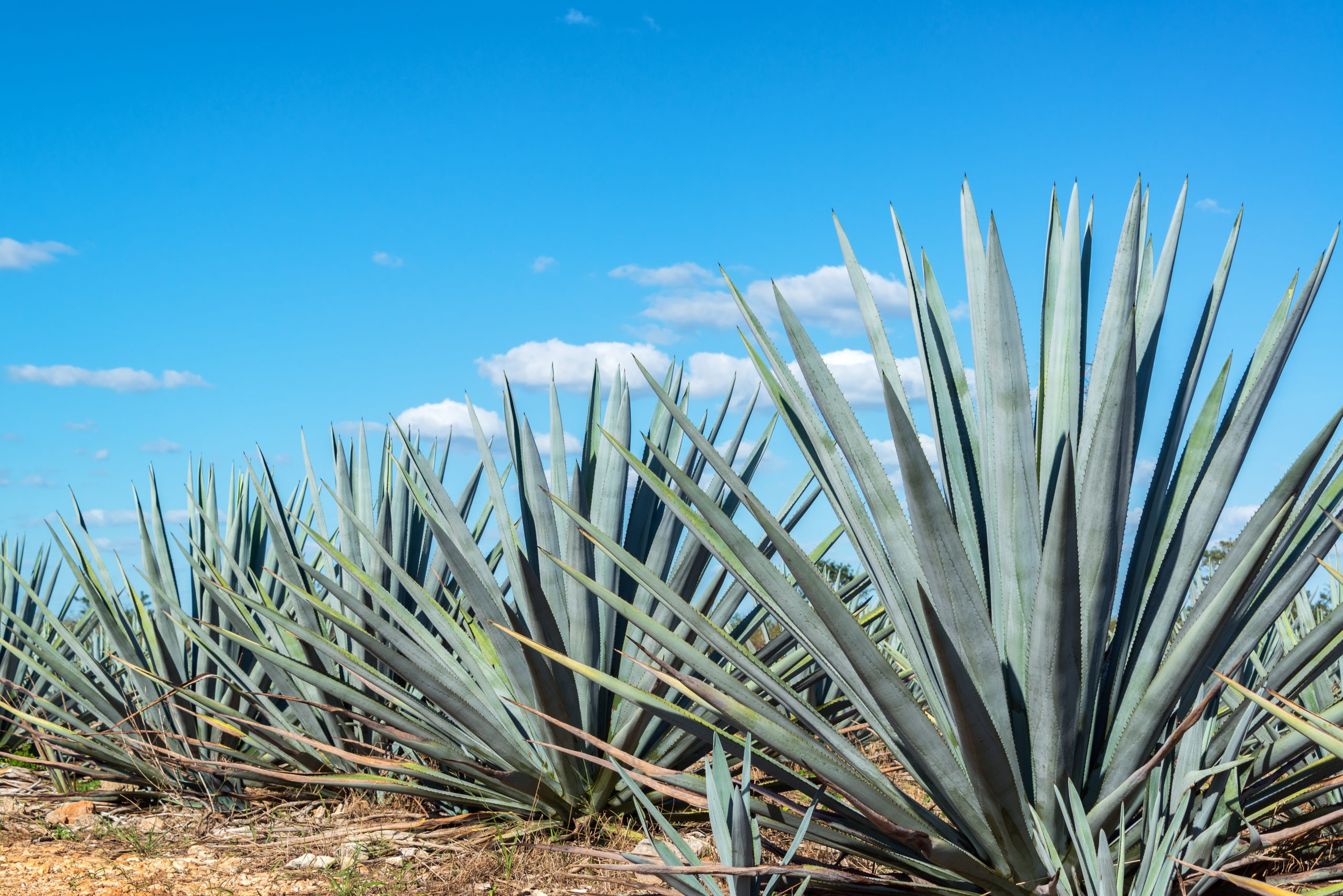 Blue agave plants in Mexico (Photo courtesy of Canción Tequila)