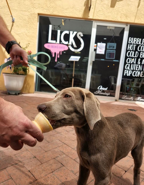 a picture of a dog eating ice cream