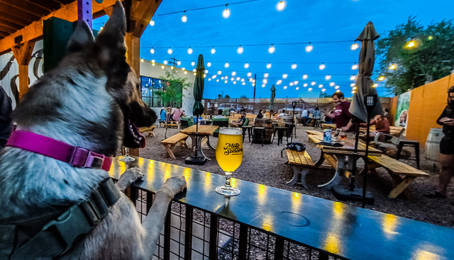 a dog and a beer