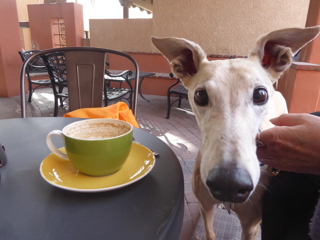 a dog and a cappucino