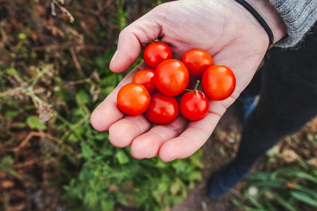 Tomatoes from 5 Points (Photo by Jackie Tran)