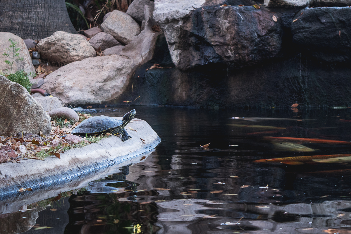 Turtle resting at a koi pond at Govinda's Natural Foods Buffet (Credit: Jackie Tran)