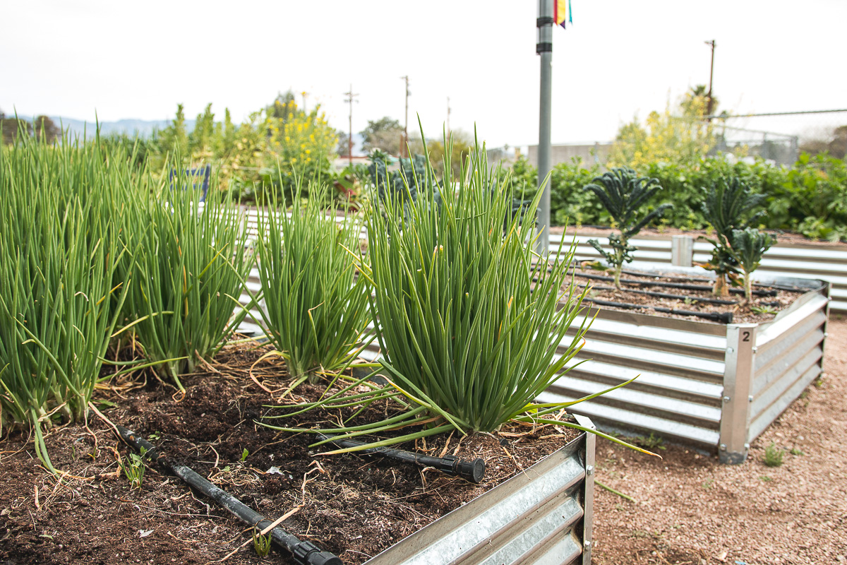 I'itoi onions in the garden at Sky Islands Public High School (Credit: Jackie Tran)