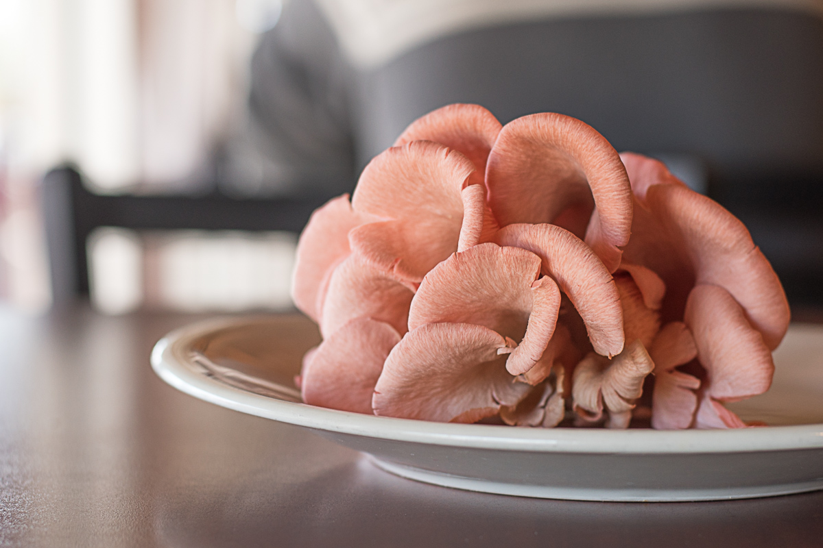 Bacon Mushrooms from Sonoran Mushroom Company (Credit: Jackie Tran)