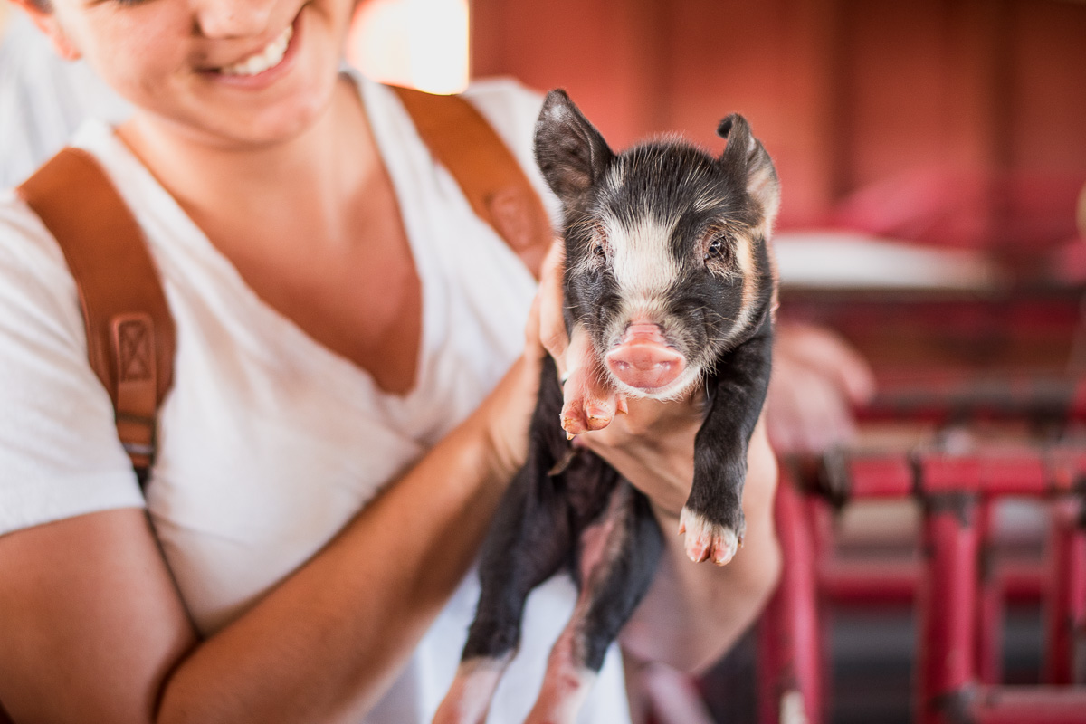E & R Pork Tucson’s Heritage Breed Pig Farm