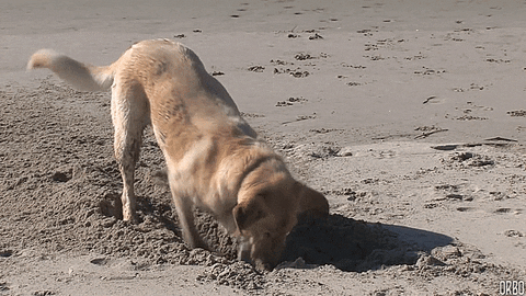 Image result for dog digging gif