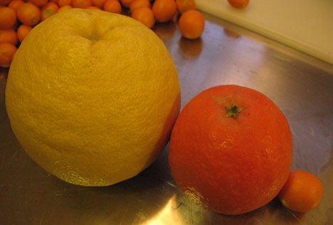 Grapefruit, tangelo, kumquat size comparison