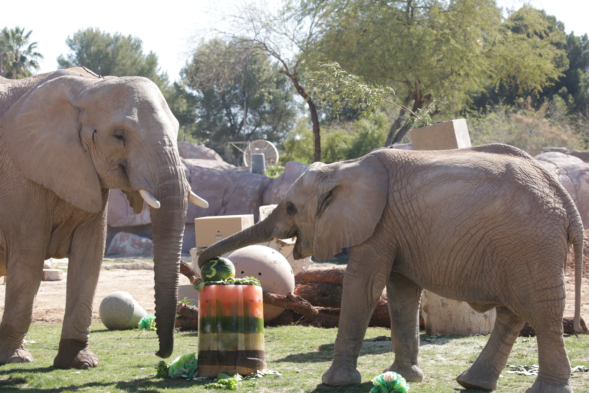 A herd of 20+ breweries to be at this year's 'Brew at the Zoo'