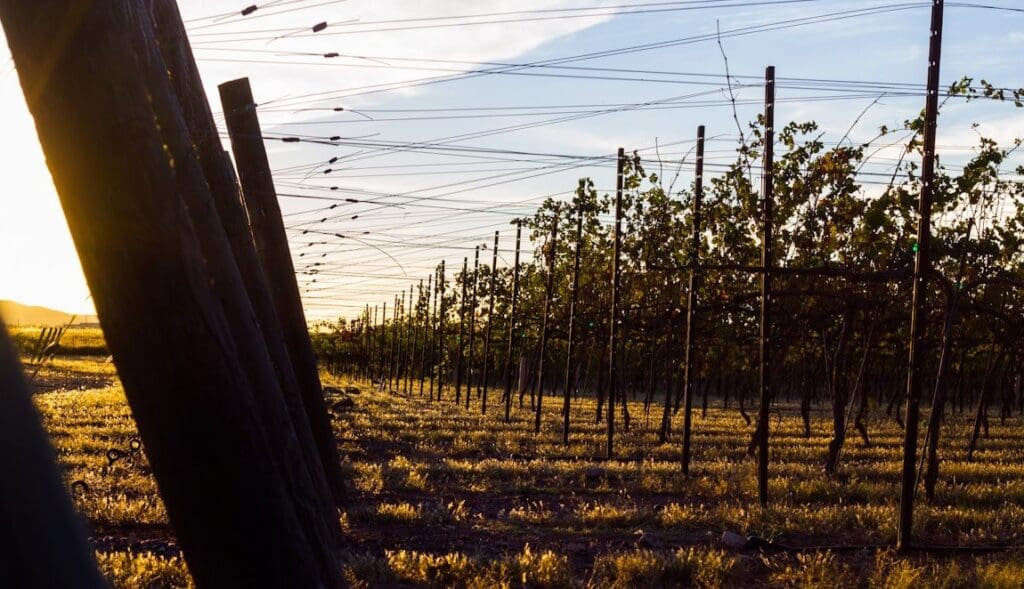 Foodie 15 Best Spots to Sip Wine in SonoitaElgin Wine Country