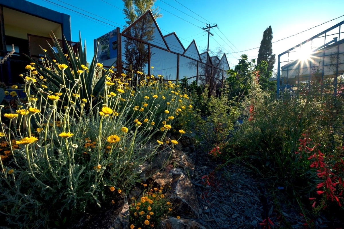 a close up of a flower