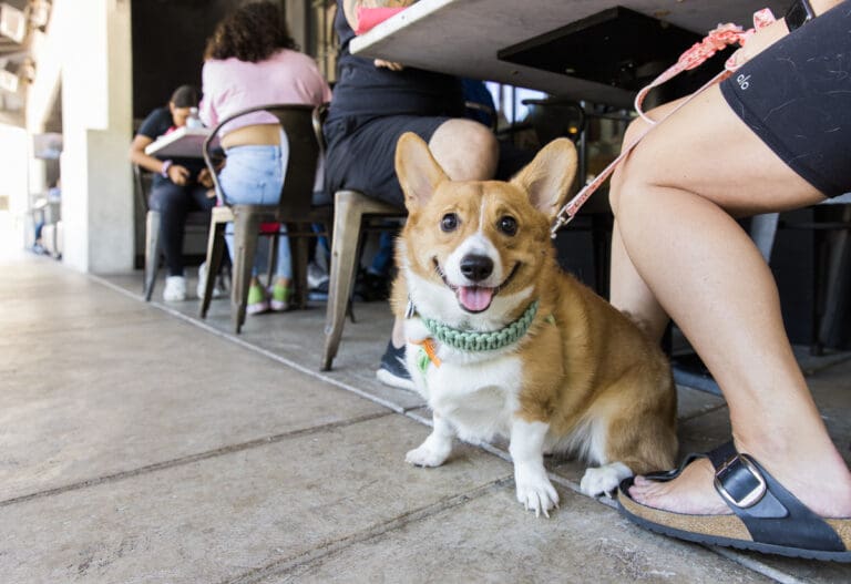 Dog Friendly Mexican Restaurants Near Me