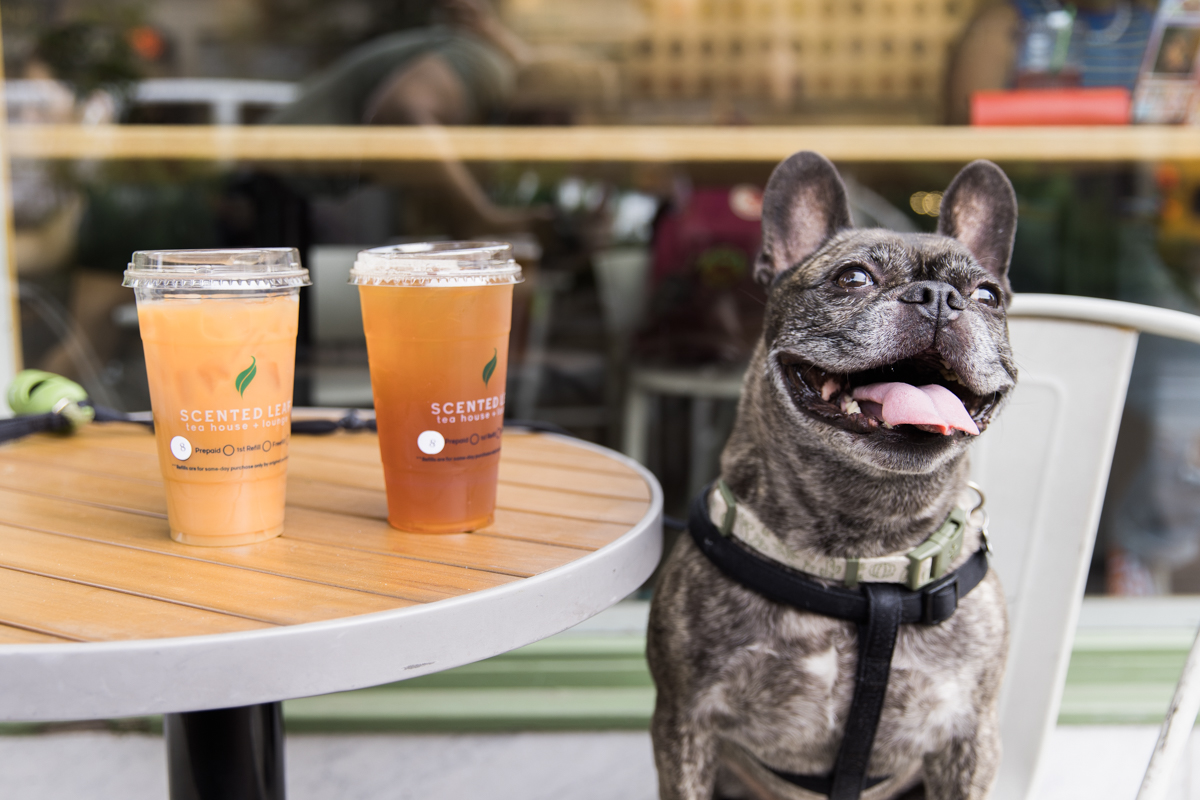 The Best Dog-Friendly Restaurants In Tucson