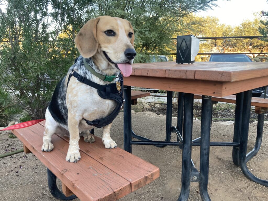 a dog sitting on a bench