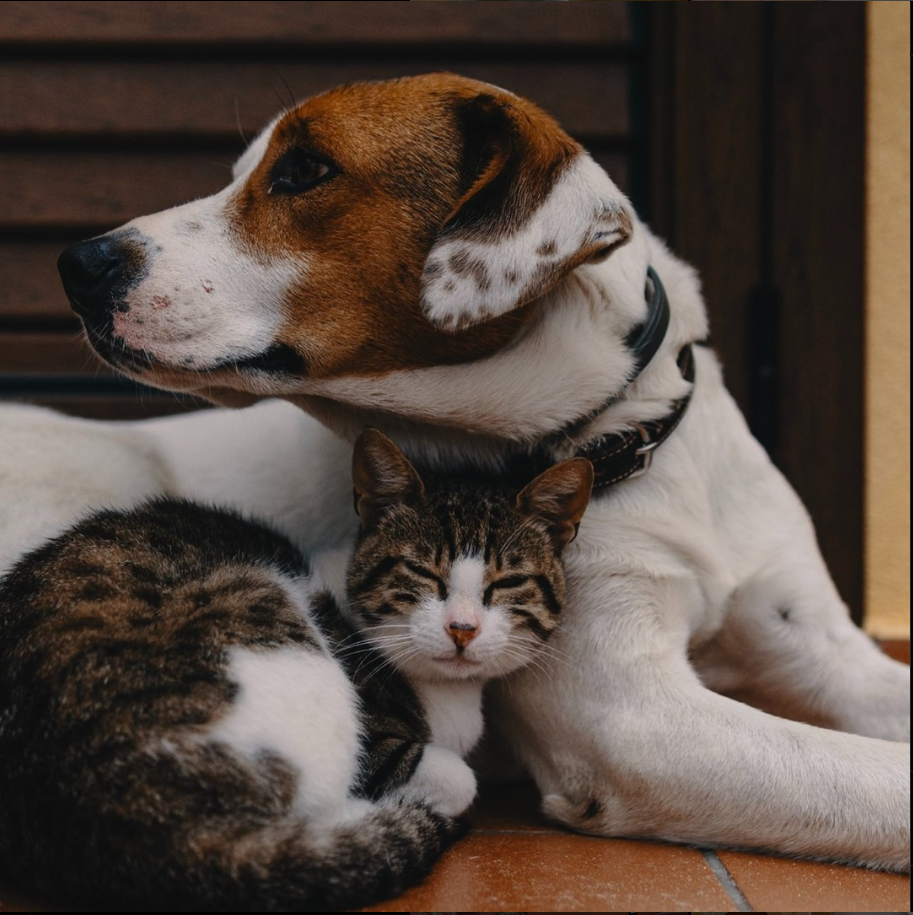 a dog and a cat