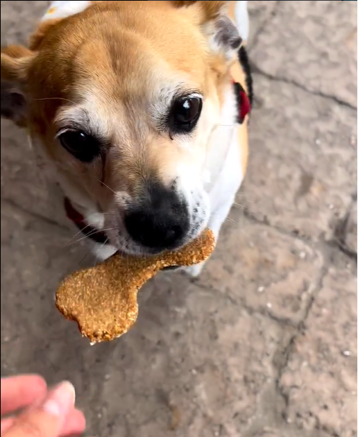 a dog looking at the camera