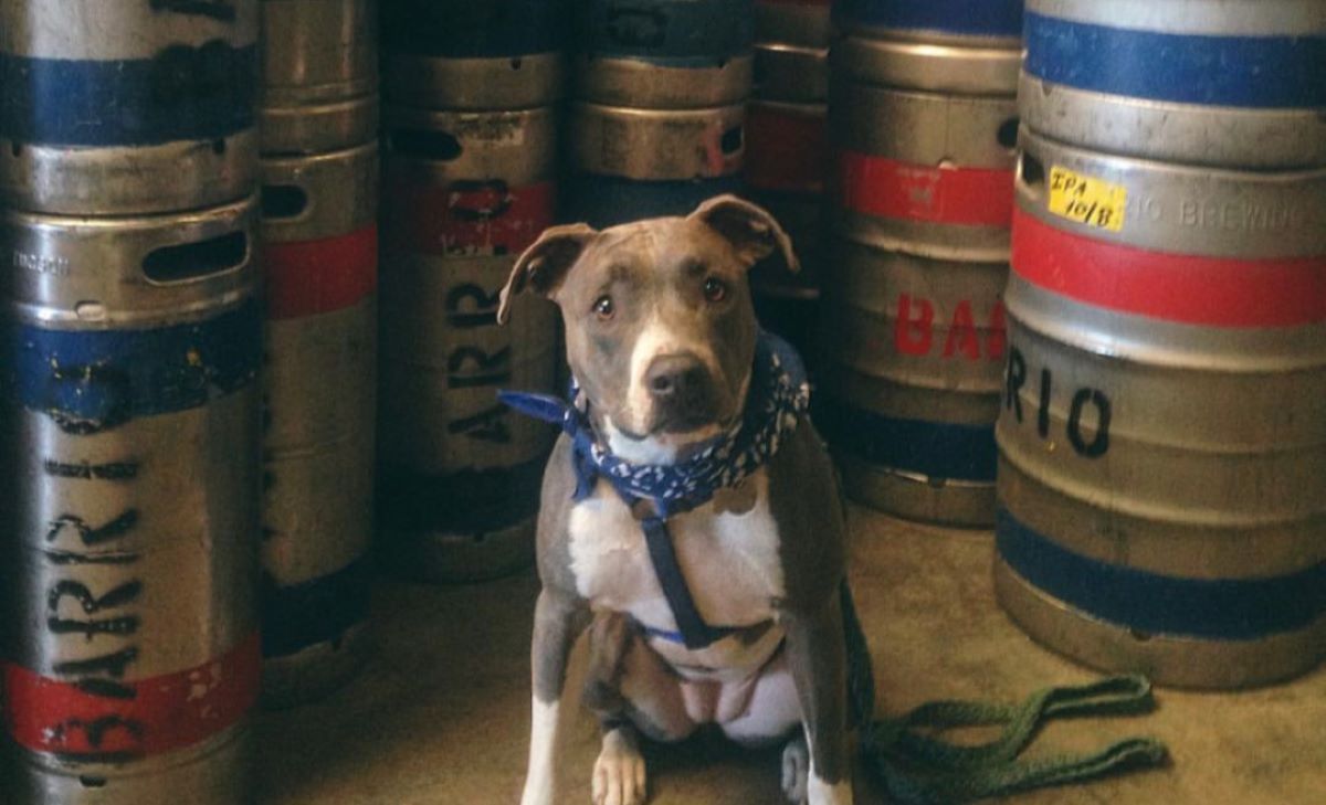 a dog sitting on top of a barrel