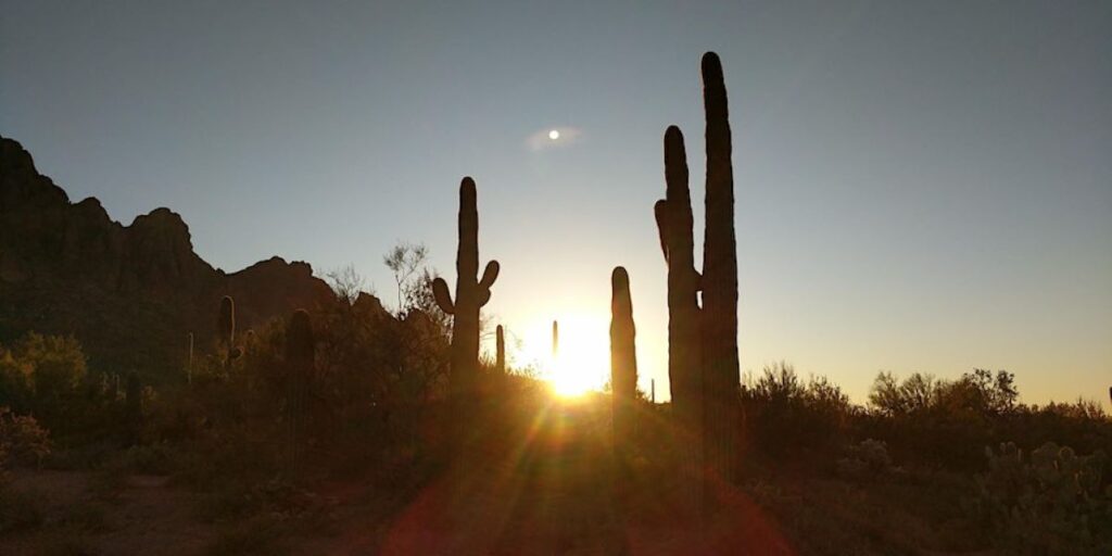 a cactus with a sunset in the background