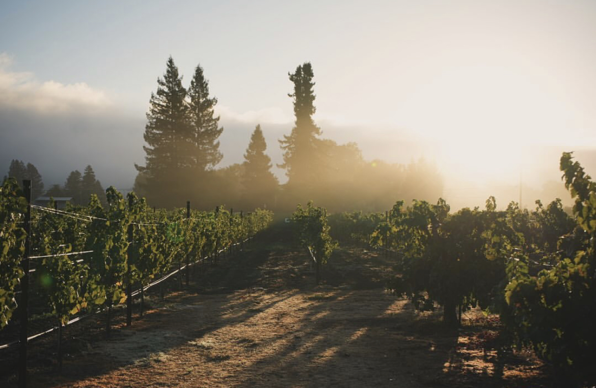 A. Toraño Wines Tasting Room Brings Sonoma County to Tucson