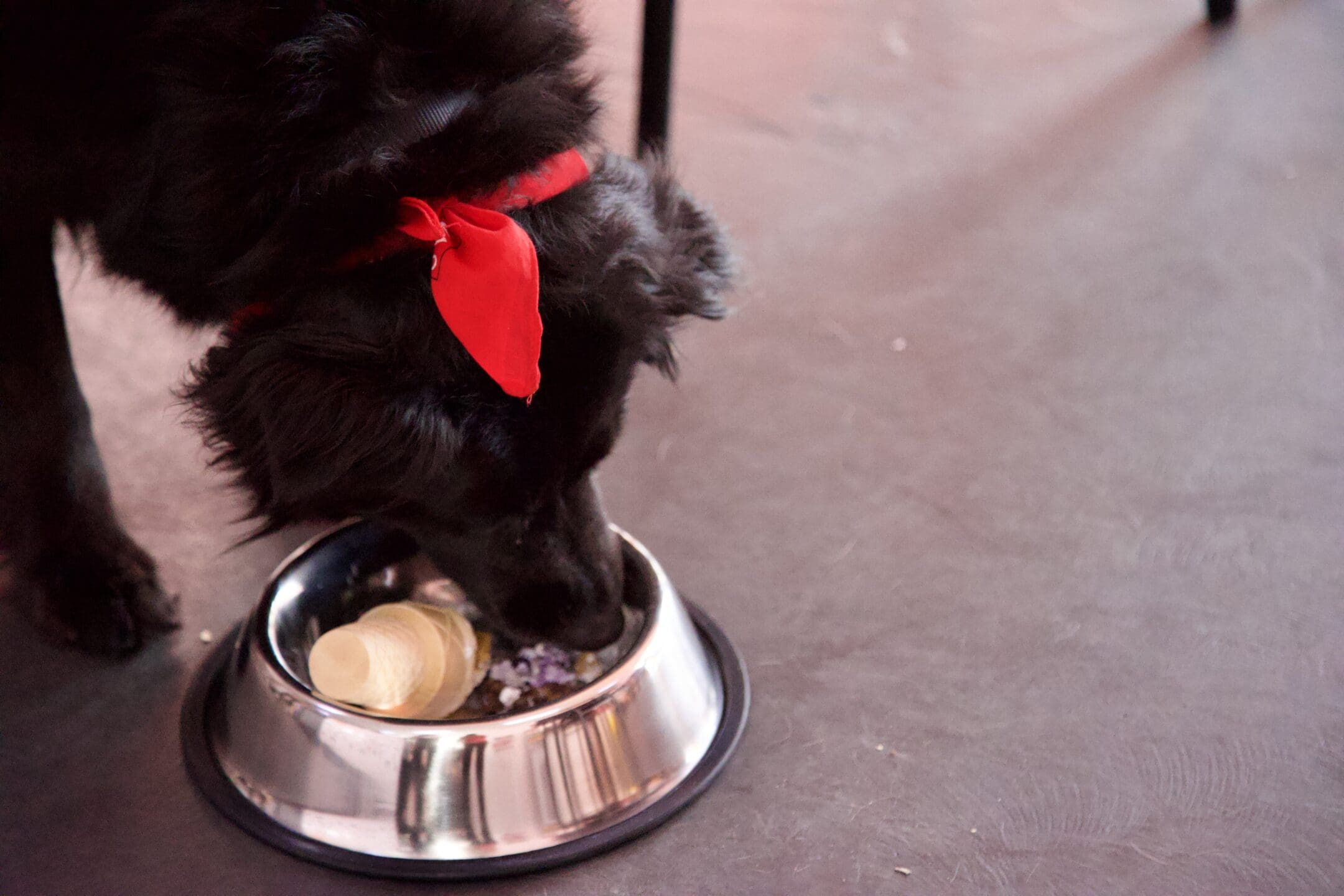 Cones For Bones Ice Cream Shop For Dogs Also Helps Furry Friends in Need