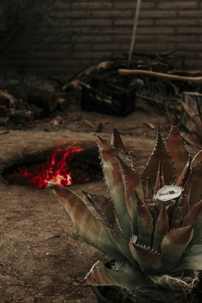 Agave roasting at Mission Garden (Photo courtesy of the Agave Heritage Festival)