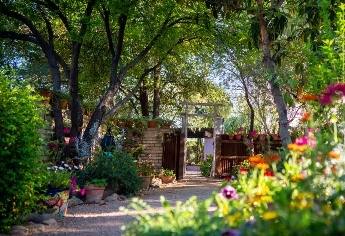 (Photo courtesy of Tucson Botanical Gardens)