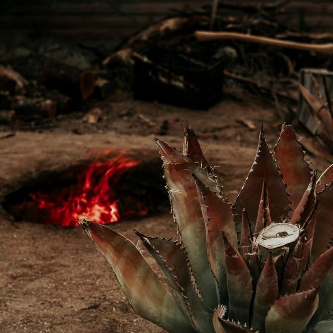 (Photo courtesy of the Agave Heritage Festival)