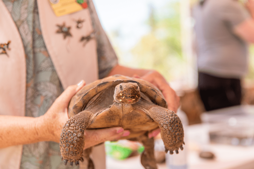 Reptile Encounters (Photo courtesy of Tohono Chul)