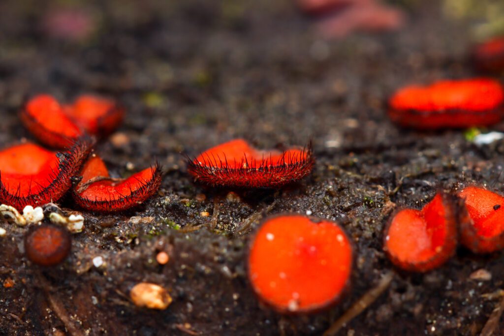 Red eyelash fungus, also known as scutellinia scutellata (Photo by Alan Rockefeller)